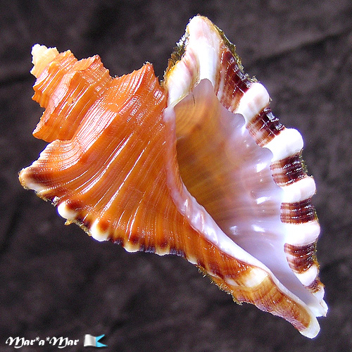 Cymatium femorale (Linnaeus, 1758)