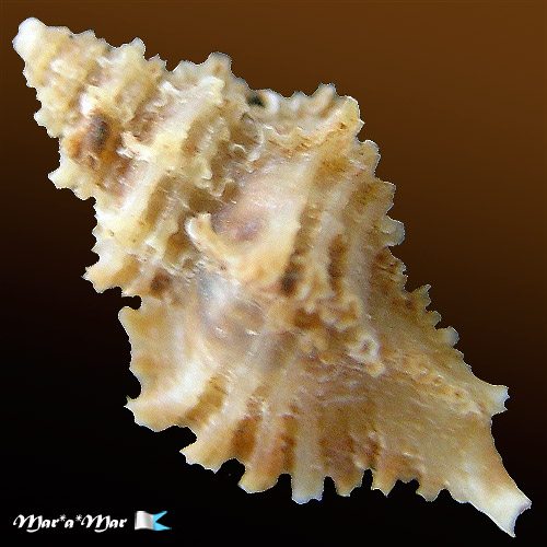 Alternative view of Murexiella iemanjai Petuch, 1979