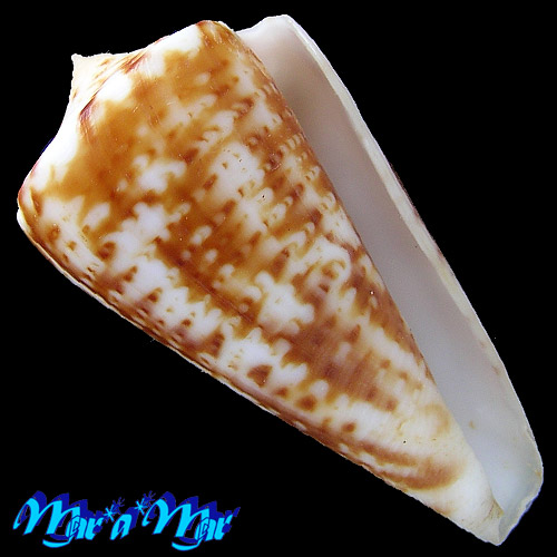 Conus lemniscatus Reeve, 1849
