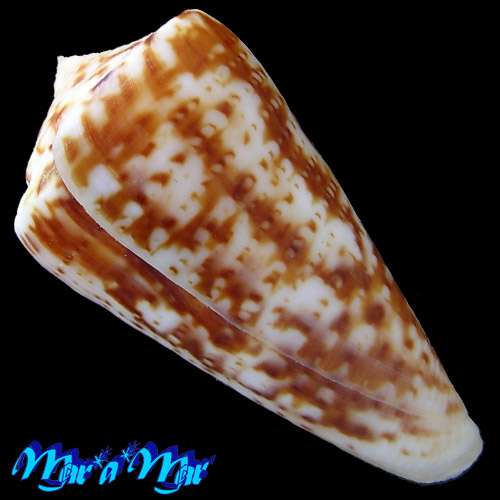 Alternative view of Conus lemniscatus Reeve, 1849