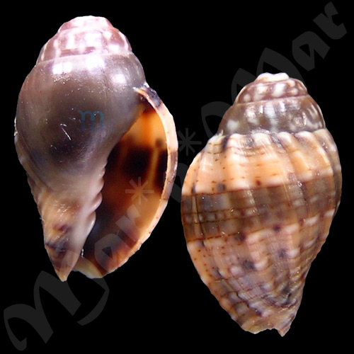 Voluta musica Linnaeus, 1758