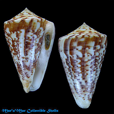 Conus clenchi Martens, 1943