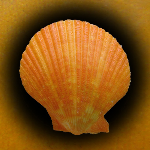 Mimachlamys sanguinea (Linnaeus, 1758)