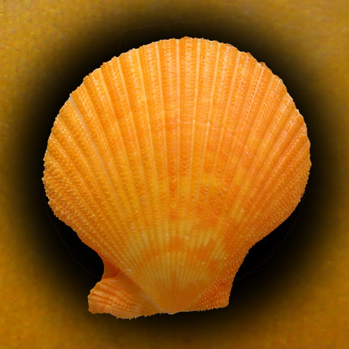 Mimachlamys sanguinea (Linnaeus, 1758) - Image 2