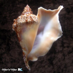 Strombus gallus Linnaeus, 1758 FREAK