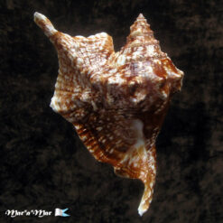 Alternative view of Strombus gallus Linnaeus, 1758 FREAK