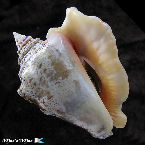 Lobatus raninus (Gmelin, 1791)