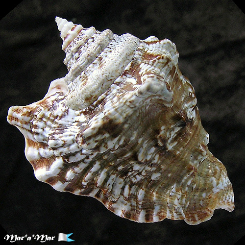 Alternative view of Lobatus raninus (Gmelin, 1791)