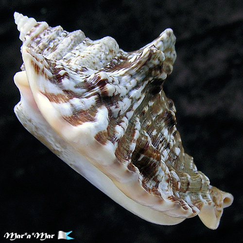 Strombus raninus Gmelin, 1791 - Imagem 3