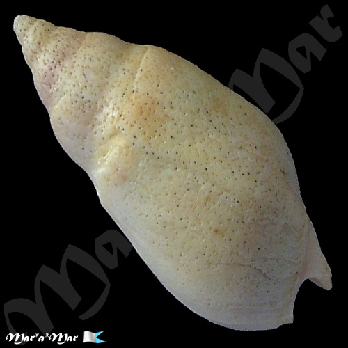 Alternative view of Buccinanops duartei Klappenbach, 1961