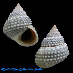 Tectarius muricatus (L., 1758)