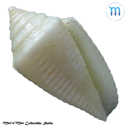 Jaspidiconus pomponeti Petuch, E.J. & R.F. Myers, 2014