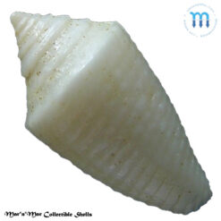 Jaspidiconus pomponeti Petuch, E.J. & R.F. Myers, 2014 - Imagem 2