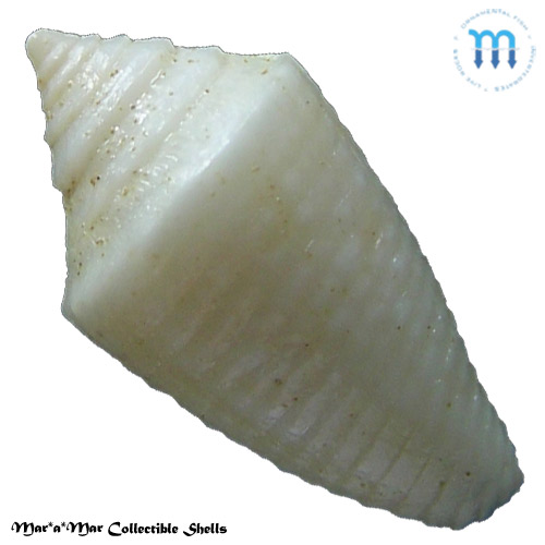 Jaspidiconus pomponeti Petuch, E.J. & R.F. Myers, 2014 - Imagem 2