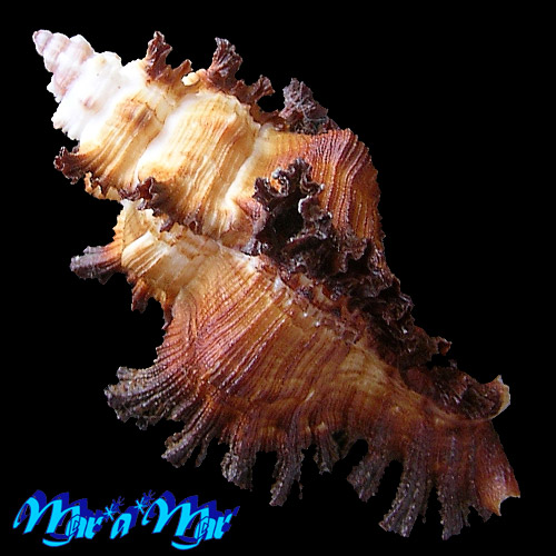 Alternative view of Chicoreus bankali Sowerby, 1841