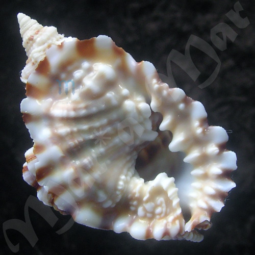 Distorsio anus (Linnaeus, 1758)