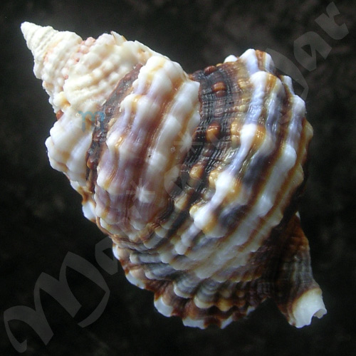 Distorsio anus (Linnaeus, 1758) - Imagem 2