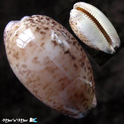 Cypraea (Luria) cinerea brasiliensis L. & H., 1993