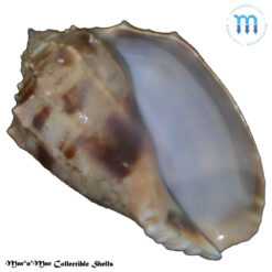 Harpa crenata Swainson, 1822