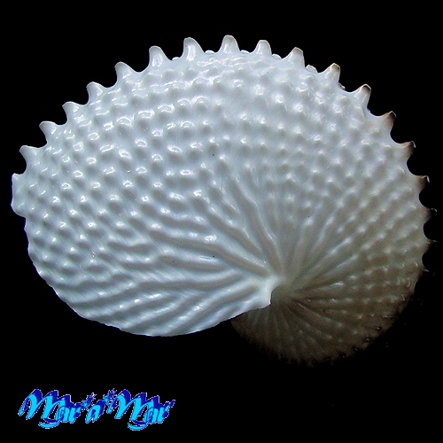 Argonauta nodosa Lightfoot,1786 - Imagem 2