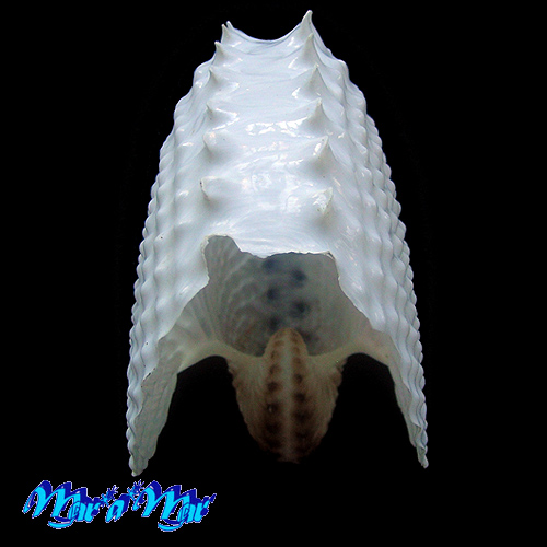 Argonauta nodosa Lightfoot,1786 - Imagem 3