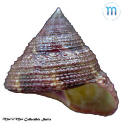 Calliostoma sp.