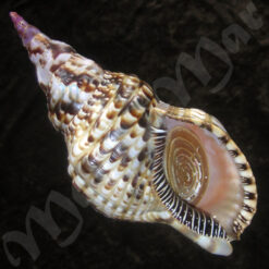 Charonia variegata (Lamarck, 1816)