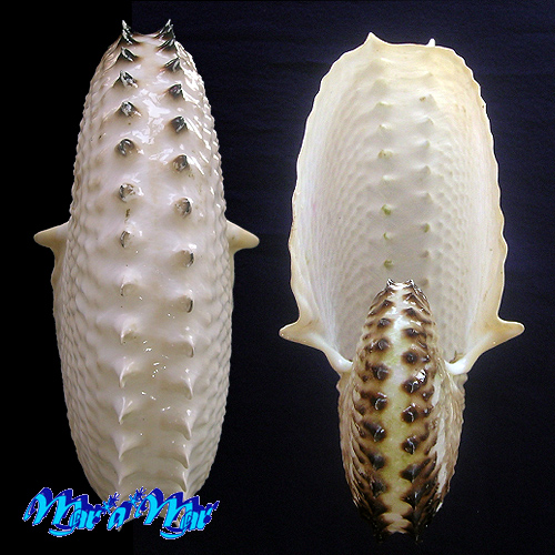 Argonauta nodosa Lightfoot,1786 - Image 3