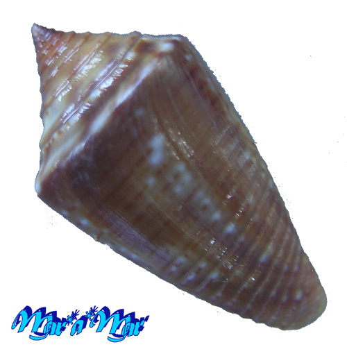 Alternative view of Conus (Jaspidiconus) simonei Petuch & Myers, 2014