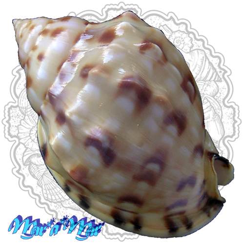 Semicassis labiata iheringi (Carcelles, 1953) - Image 2