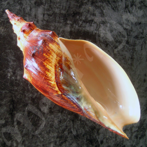 Adelomelon beckii (Broderip, 1836)