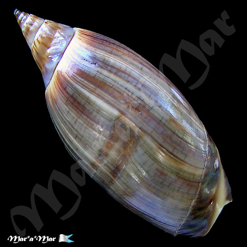 Agaronia travassosi Morretes, 1938