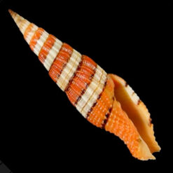 Vexillum citrinum (Gmelin, 1791)