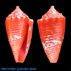 Conus (Conasprella) delucai (Coltro, 2004)