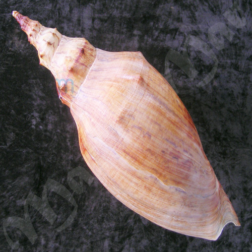 Adelomelon beckii (Broderip, 1836) - Image 2