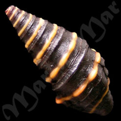 Alternative view of Zonulispira zonulata (Reeve, 1843)