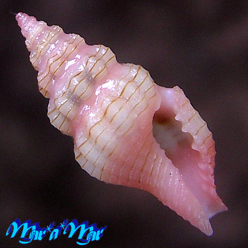 Lienardia totopotens Rosemberg & Stahlschimidt, 2011