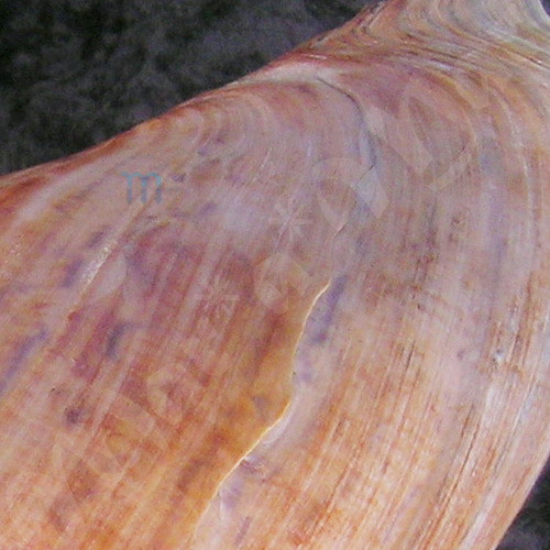 Adelomelon beckii (Broderip, 1836) - Image 3