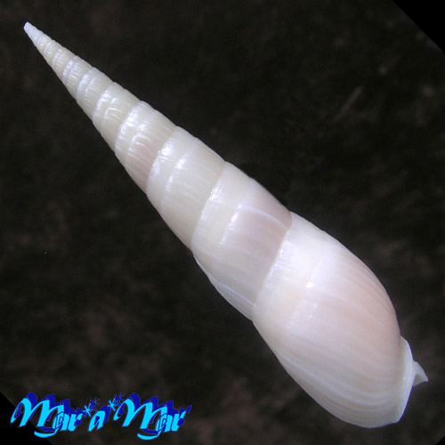 Alternative view of Terebra fatua Monteiro, tenório & Poppe, 2004