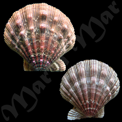 Nodipecten nodosus Linnaeus, 1758