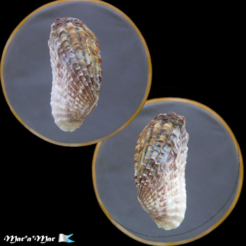 Carditamera gracilis (Shuttleworth, 1856)