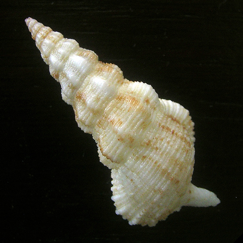 Alternative view of Cerithium citrinum Soerby II, 1855