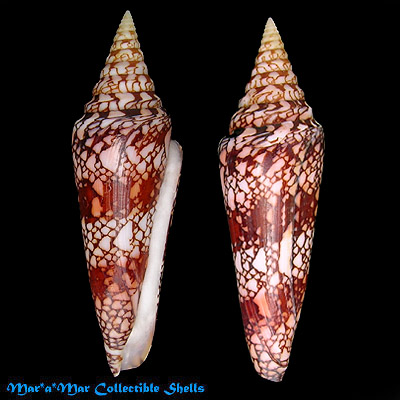 Conus milneedwardsi clytospira Jousseaume, 1894.