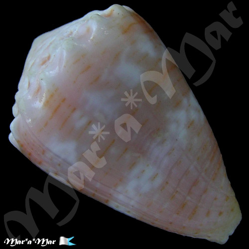 Alternative view of Conus miliaris Hwass, 1791