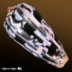 Pionoconus striatus Linnaeus, C., 1758