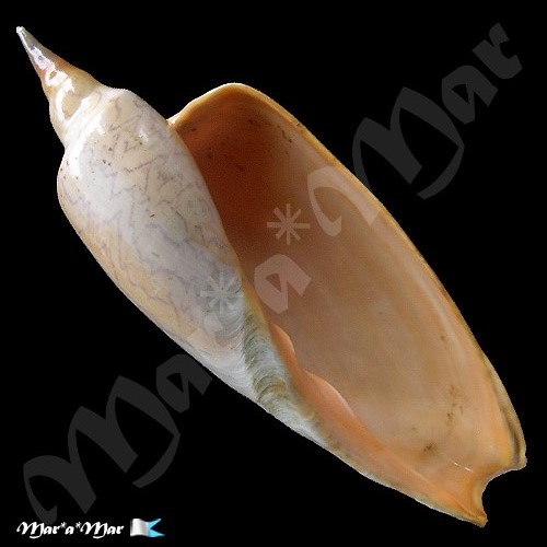 Zidona dufresnii (Donovam, 1823