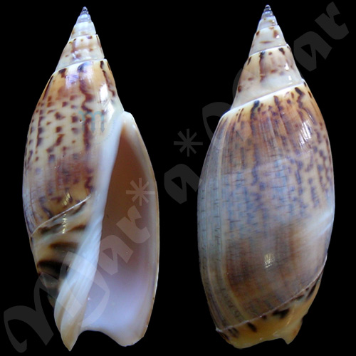 Agaronia travassossi Morretes, 1938