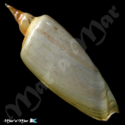 Alternative view of Zidona dufresnii (Donovam, 1823