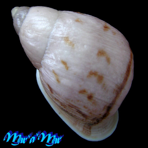 Cochlorina aurisleporis (Bruguière, 1792) - Imagem 2