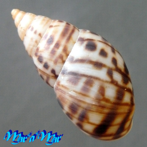 Alternative view of Drymaeus sp.